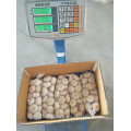 Chinese normal white garlic crop 2017 1kgx10 in 10kg carton